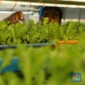 Sejumlah pegawai memanen slada di Ladang Farm, Cilandak, Jakarta, Kamis (13/11/2025). (CNBC Indonesia/Tri Susilo)