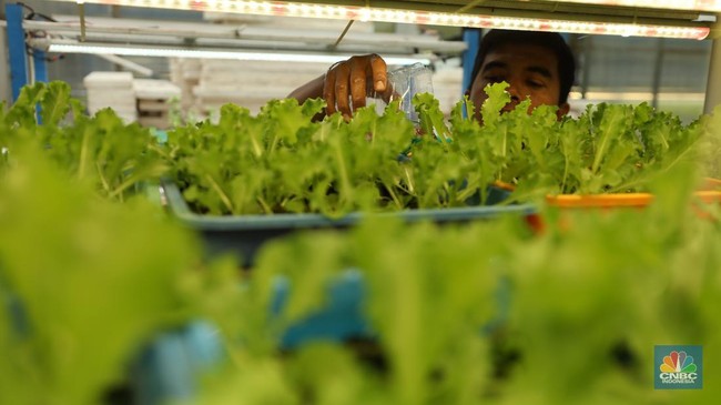 Peneliti Ungkap Cara agar Anak Suka Sayur sejak Dalam Kandungan Ibu