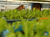Sejumlah pegawai memanen slada di Ladang Farm, Cilandak, Jakarta, Kamis (13/11/2025). (CNBC Indonesia/Tri Susilo)