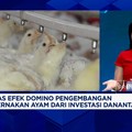 Video: Investasi Peternakan, Danantara Selesaikan Soal Surplus Ayam?