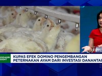 Video: Investasi Peternakan, Danantara Selesaikan Soal Surplus Ayam?