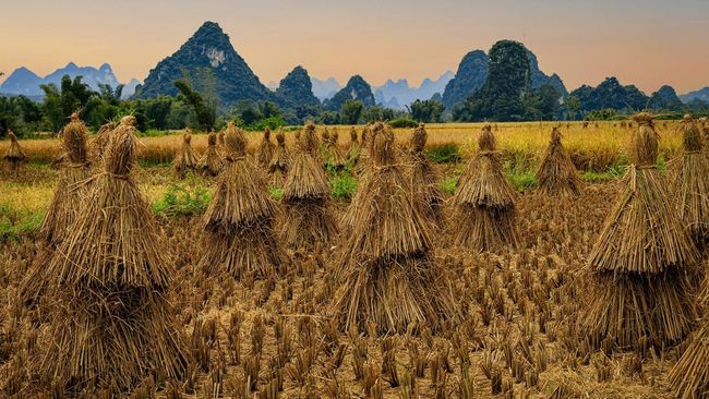 Jerami Padi: Dari Asap di Sawah Menjadi Energi Bersih untuk Negeri