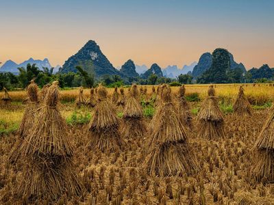 Jerami Padi: Dari Asap di Sawah Menjadi Energi Bersih untuk Negeri