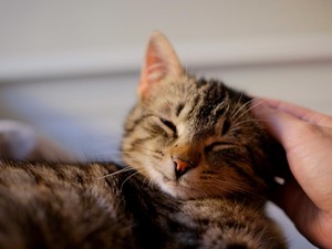 Hukum Jual Beli Kucing Peliharaan dalam Islam, Bolehkah?