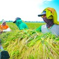 Komisi IV DPR RI Apresiasi Capaian Produksi Beras di Era Mentan Amran