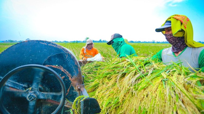 Produksi Beras Berpotensi Turun 380.000 Ton, BPS Kasih Penjelasan Gini