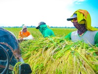 Komisi IV DPR RI Apresiasi Capaian Produksi Beras di Era Mentan Amran