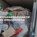 Video: 5 Ton Udang Terpapar Radioaktif dari Cikande Dimusnahkan