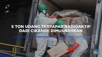 Video: 5 Ton Udang Terpapar Radioaktif dari Cikande Dimusnahkan