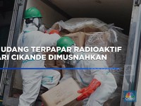 Video: 5 Ton Udang Terpapar Radioaktif dari Cikande Dimusnahkan