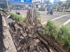 Saksi Sebut Pohon di Depan Kemenkeu Sudah Goyang Sehari Sebelum Tumbang