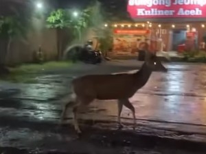 Video: Viral Rusa Berkeliaran di Jalanan Sleman, Bikin Kaget Pengendara