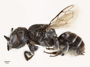 Spesies Lebah Iblis Ditemukan di Australia, Punya Tanduk Kecil!