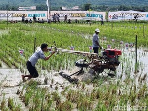 Ngeeng! Ada Balap Traktor Seru di Bantul, Adu Cepat di Tengah Sawah