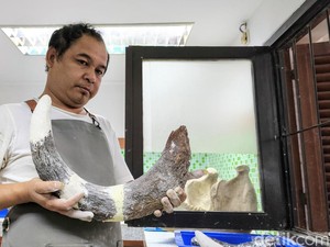 Fosil Gajah 800 Ribu Tahun Direparasi di Bandung, Libatkan Belasan Ahli