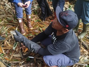 Lagi-lagi Temuan Sarang King Cobra dan 43 Telurnya di Tabanan