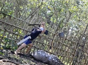 Geger Ular Piton 7 Meter Telan Sapi di Konawe, Langsung Ditebas Warga