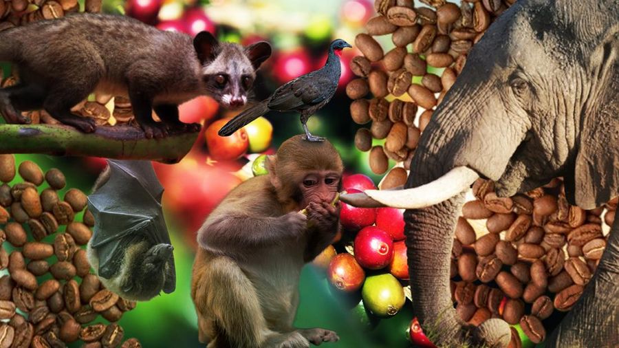 Gak Cuma Luwak, Ini Deretan Kopi dari Kotoran Hewan