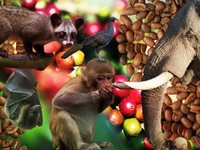 Ini Deretan Kopi Sultan dari Kotoran Hewan, Ada Luwak RI