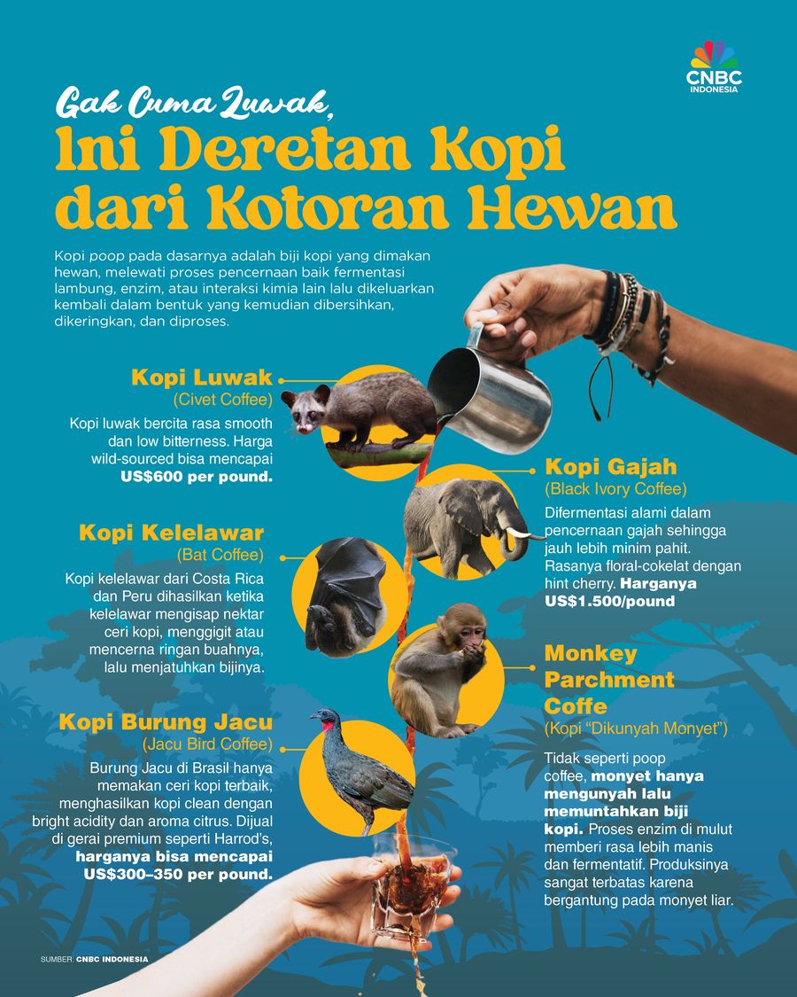 Gak Cuma Luwak, Ini Deretan Kopi dari Kotoran Hewan