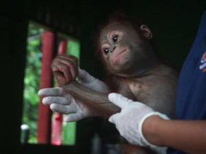 Hanes, Bayi Orang Utan Aktif di PPS Longsam yang Baru Diselamatkan BKSDA