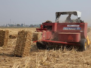 42 Ton Jerami dan 6 Ton Kotoran Ternak Disulap Jadi Rupiah
