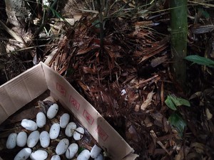 Merajalela King Cobra di Tabanan Saat Musim Bertelur
