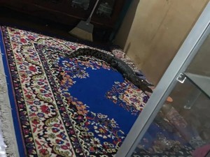 Ngeri! Buaya Ukuran 1,5 Meter Masuk Rumah Warga di Sulteng