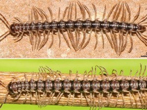 Spesies Baru Kaki Seribu Naga Ditemukan di Thailand