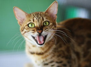 11 Cara Usir Kucing Liar Biar Nggak Balik Lagi ke Rumah