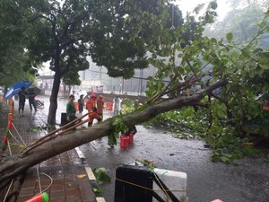 Pohon Tumbang Timpa Motor Akibat Hujan Deras-Angin Kencang di Bogor