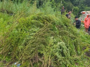 Penampakan Ladang Ganja 51,75 Hektare di Aceh yang Dibongkar Bareskrim