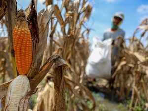 Pemerintah Bakal Umumkan Swasembada Beras & Jagung