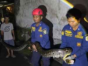 Piton 4 Meter Ditangkap Usai Kepergok Makan Ayam di Banyon Klaten