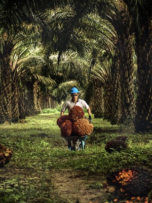 Kebun Sawit milik Sampoerna Agro. (Dok sampoerna agro)