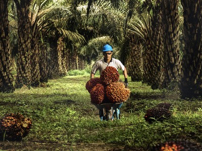 Kebun Sawit milik Sampoerna Agro. (Dok sampoerna agro)