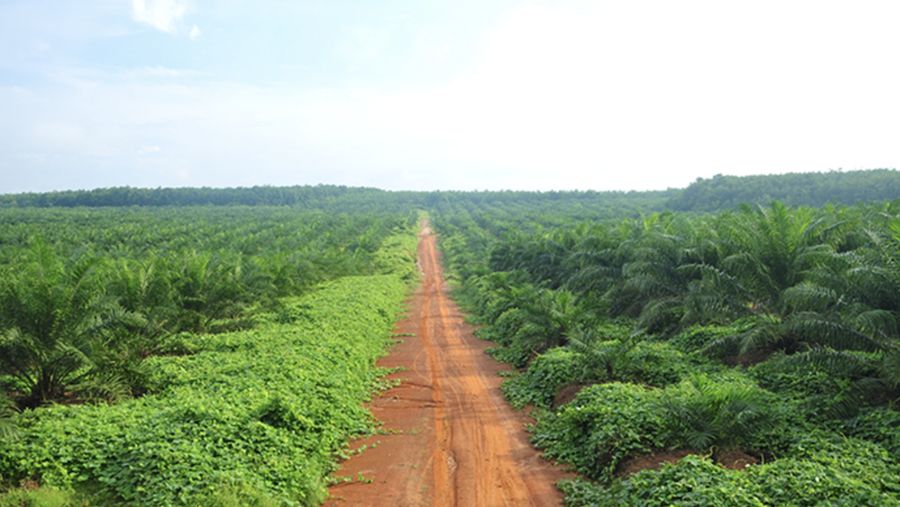 Kebun Sawit milik Sampoerna Agro. (Dok sampoerna agro)