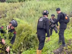Pemilik Ladang Ganja di Gayo Lues Juga Tanam Ganja di Rumah, Ini Tujuannya