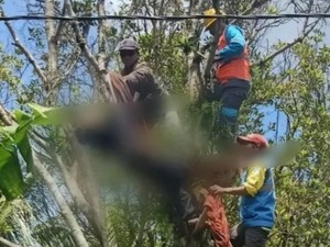 Pemuda di Pemalang Tewas Tersetrum Saat Tebang Pohon Cengkeh