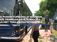 Ada pohon tumbang di Senayan, Transjakarta koridor 1-MRT Tergangggu