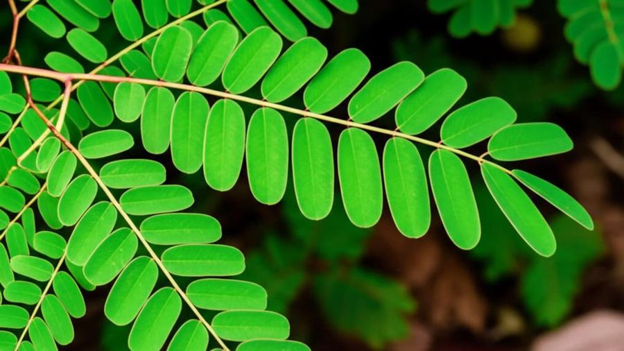 Daun Saga. (Dok. unu-ntb)