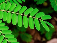 Tumbuh Liar di RI, Tanaman Ini Jadi Rebutan AS & China Buat Obat