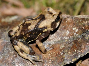Katak Langka yang Hamil dan Melahirkan, 3 Spesies Baru Ditemukan di Tanzania