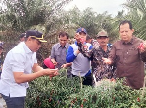 Bupati BBS Panen Raya Cabai di Muaro Jambi, Ekonomi Petani Terus Didongkrak