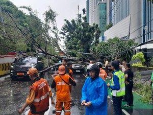 Video: Pohon Besar Tumbang di DI Panjaitan Jaktim, Lalin Macet