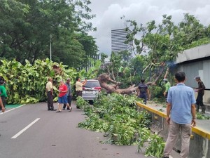 Pohon Tumbang di Senayan Juga Timpa Mobil dan Konstruksi MRT, Lalin Dialihkan