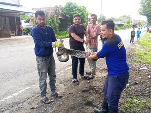 Ular Piton Sepanjang 2 Meter Ditangkap di Kandang Ayam Warga Aceh Besar