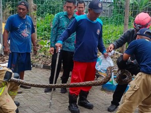 Warga Kenjeran Temukan Sarang Ular Piton Berisi 5 Anakan di Tempat Sampah