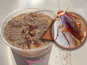Hiii! Museum Ini Sajikan Kopi Kecoa Harga Rp 95.000, Tertarik Coba?