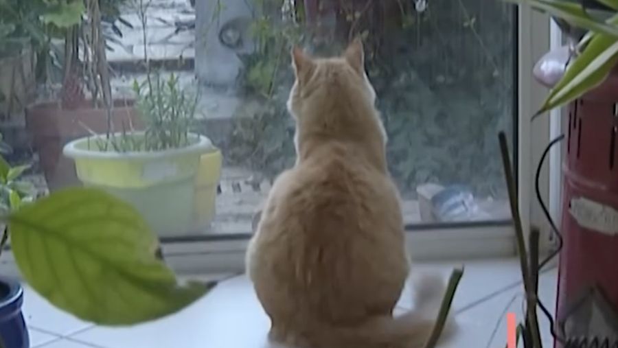 Pengadilan Prancis telah menetapkan seekor kucing sebagai tahanan rumah setelah seorang tetangga mengeluh bahwa kucing tersebut terus melompat ke kebunnya. (Tangkapan Layar Instagram afpnewsagency/Ysis Percq)